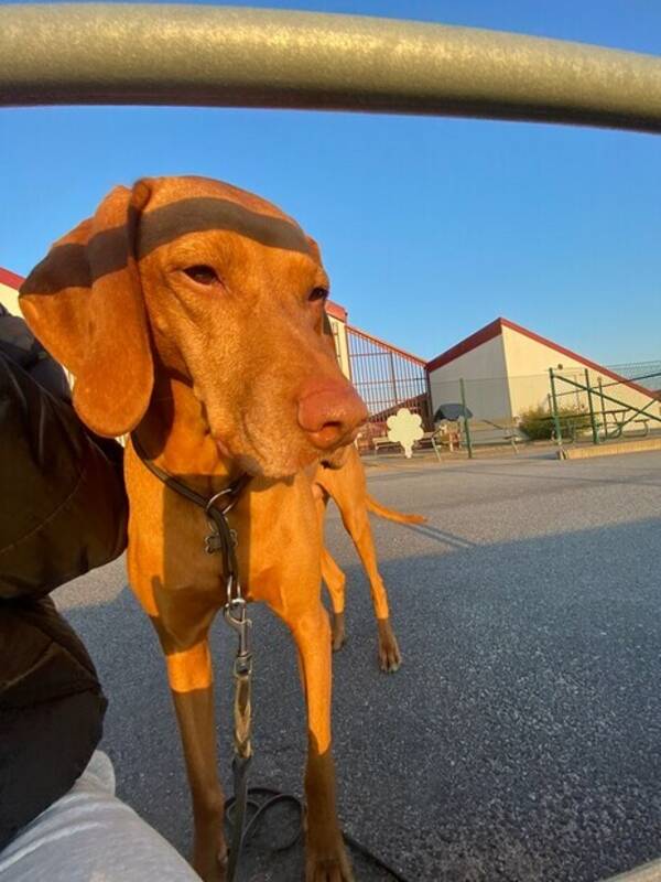Hund - Vizlan Carlo