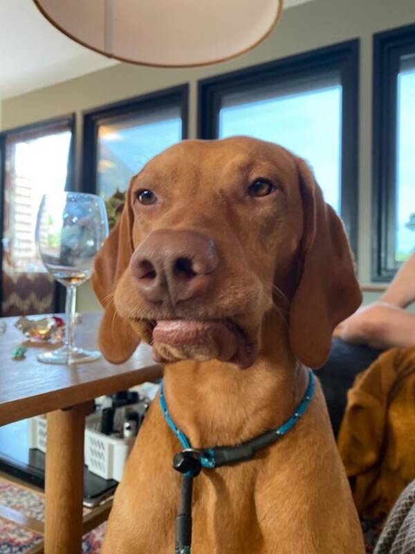 Hund - Vizlan Carlo