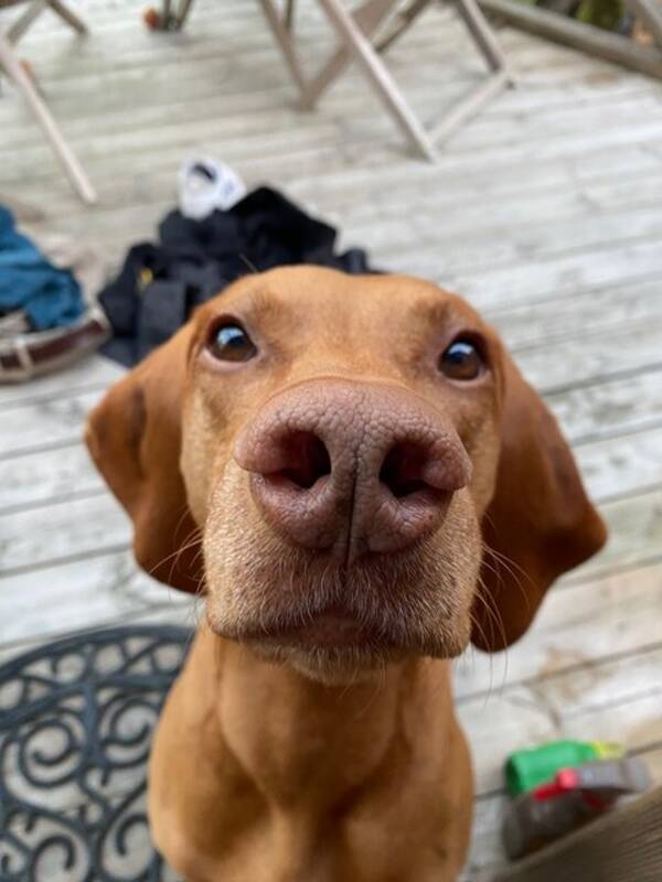 Hund - Vizlan Carlo