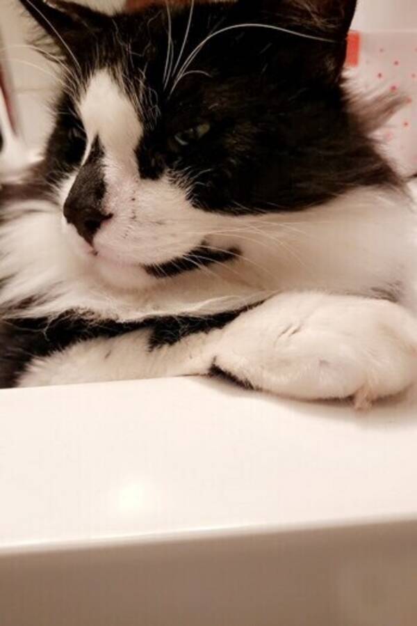 Katt - Pusen Mjaumjau