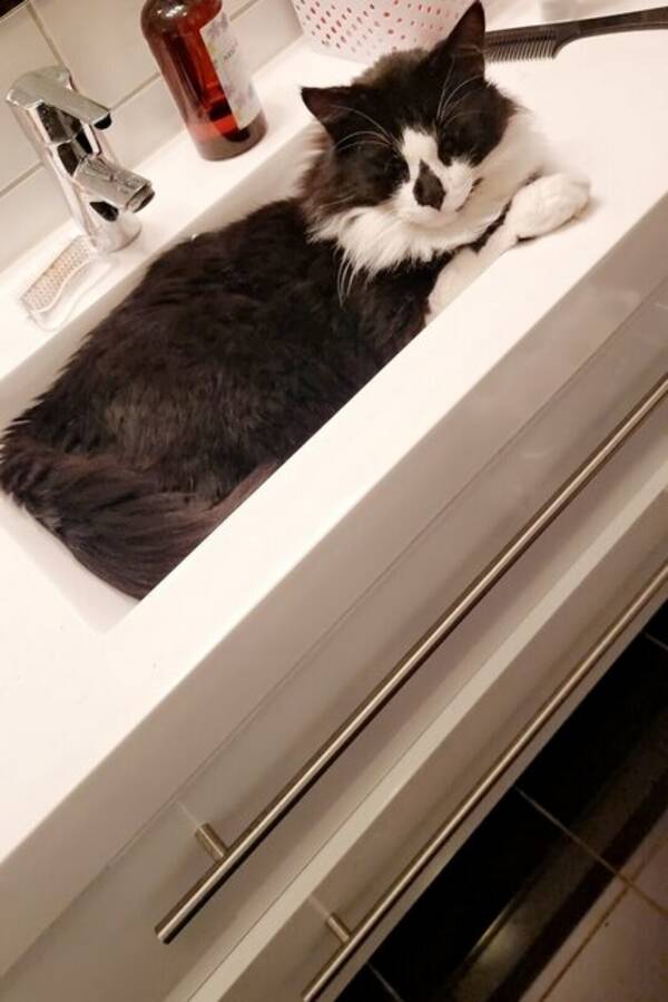 Katt - Pusen Mjaumjau Katt - Pusen Mjaumjau