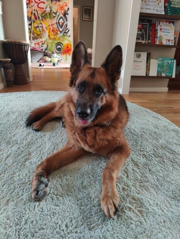 Hund - Celeste 