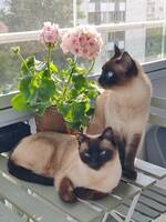 Gabriel och Fernao Gabriel och Fernao