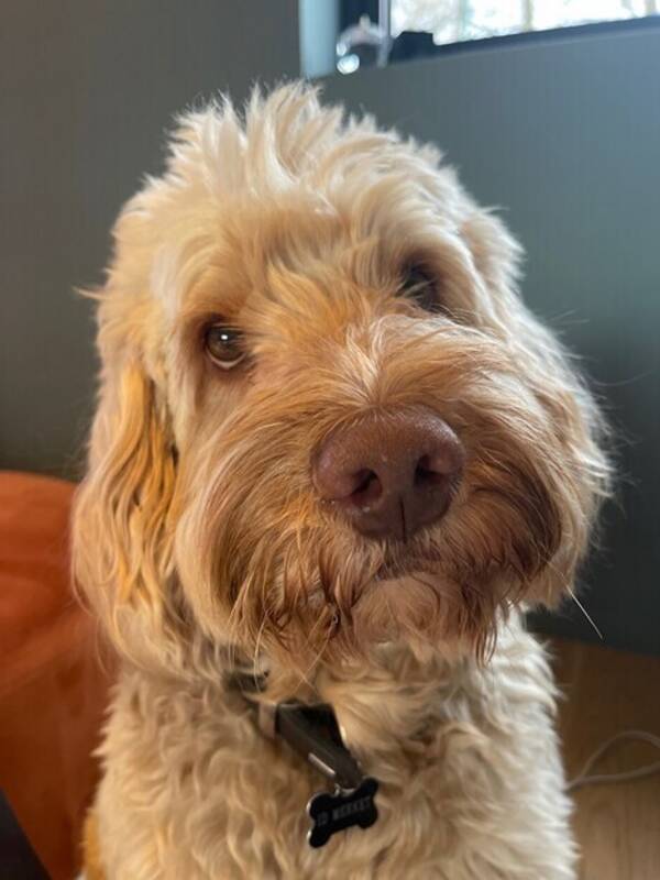 Hund - Bentley Cobberdog