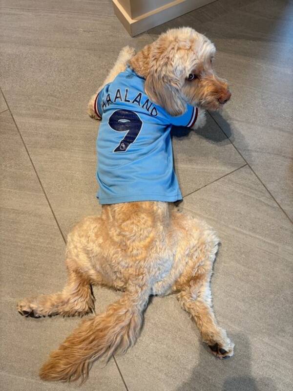 Hund - Bentley Cobberdog