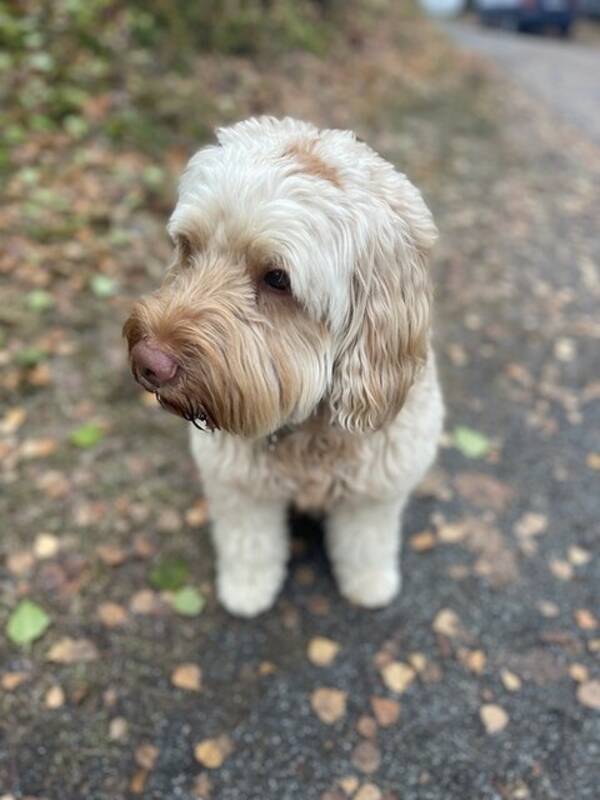 Hund - Bentley Cobberdog