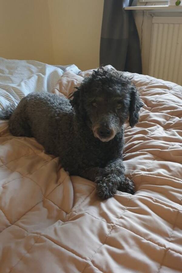 Hund - Pudel Ludde  3,5 r 