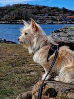 Mindre hund.