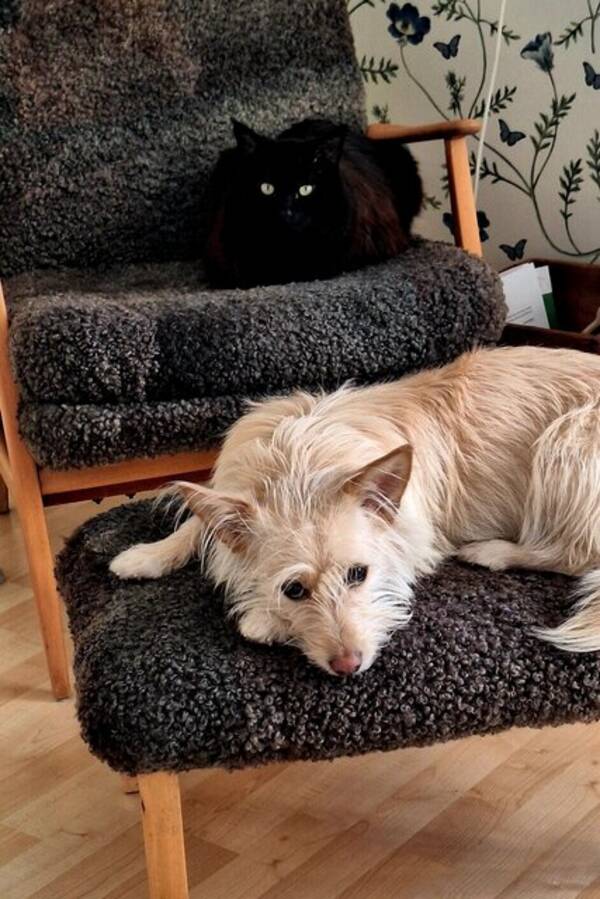 Hund - Mindre hund.