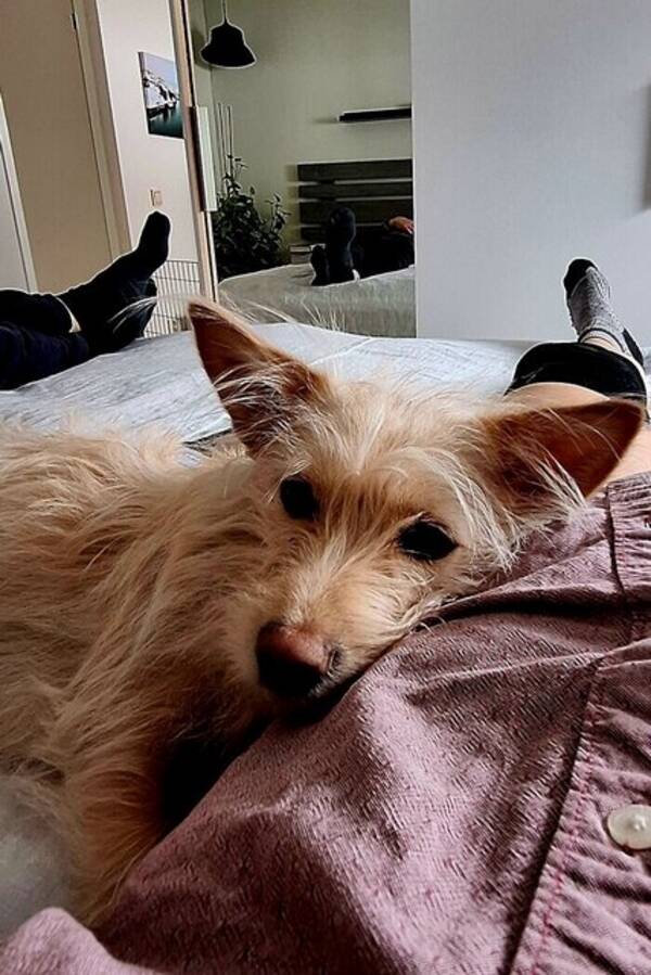 Hund - Mindre hund.