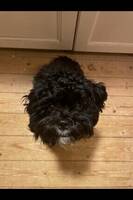 Shihpoo Lola
