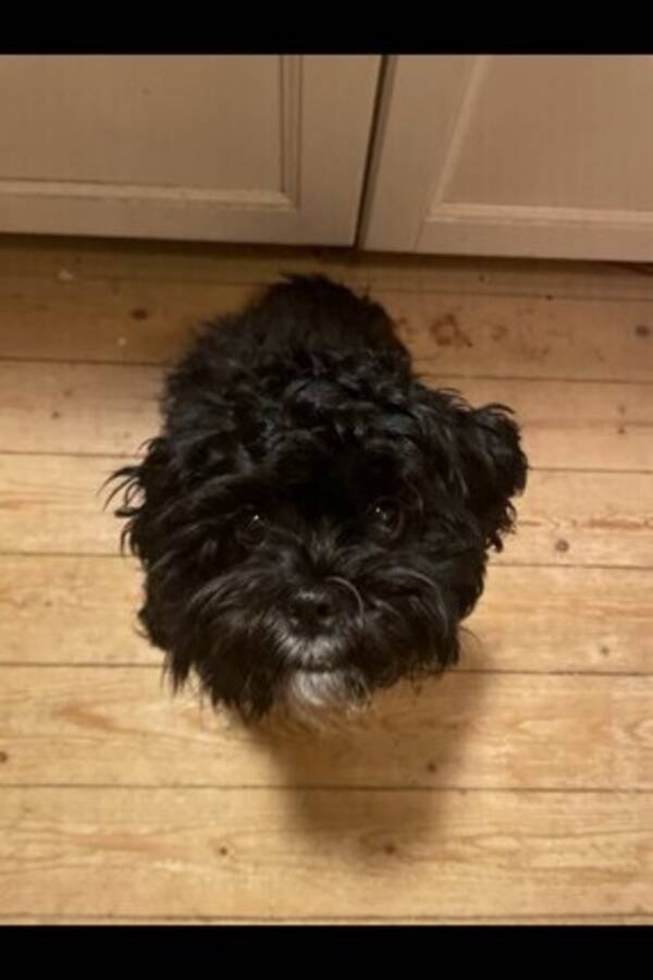 Hund - Shihpoo Lola