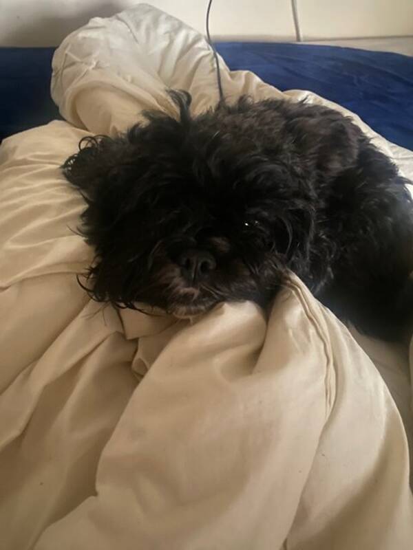 Hund - Shihpoo Lola