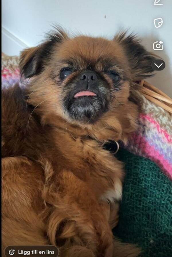 Hund - Pekingnese och tibetansk spaniel 