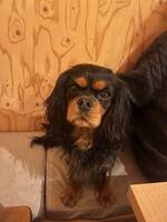 Cavaljer king Charles spaniel