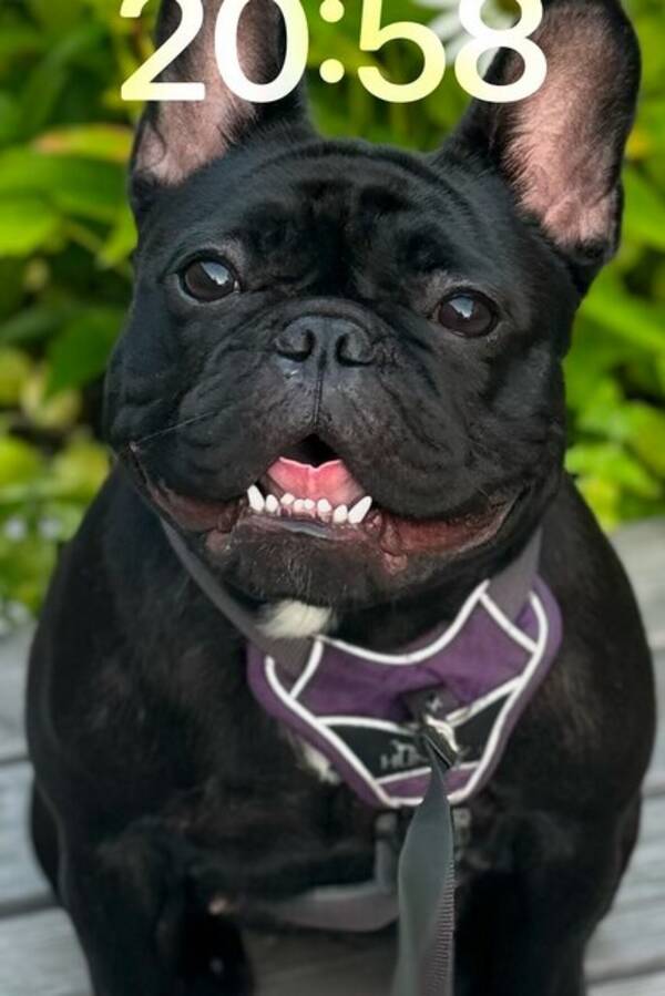 Hund - Svart fransk bulldog