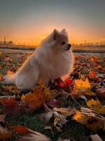 Min pomeranian, Bollen