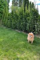 Pomeranian  Pomeranian