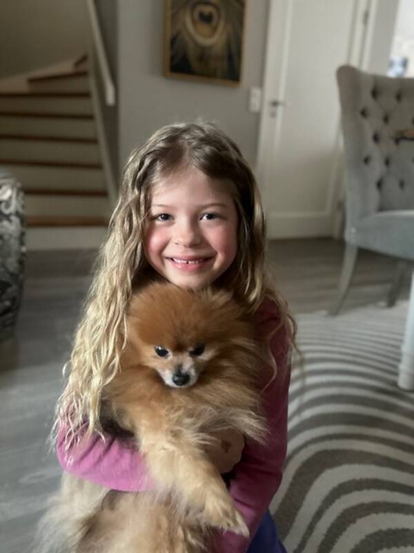 Hund - Pomeranian 
