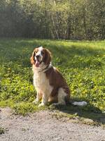 Welsh Harry Welsh Harry