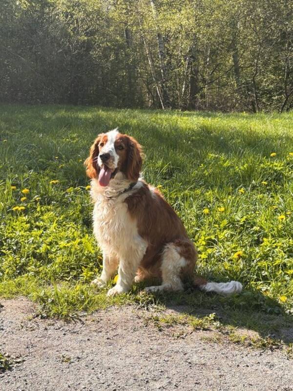 Hund - Welsh Harry