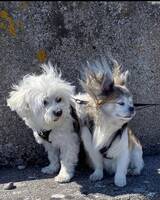 Sixten och Hassan Sixten och Hassan