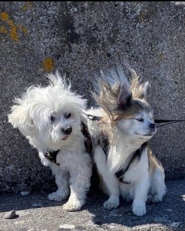 Hund - Sixten och Hassan
