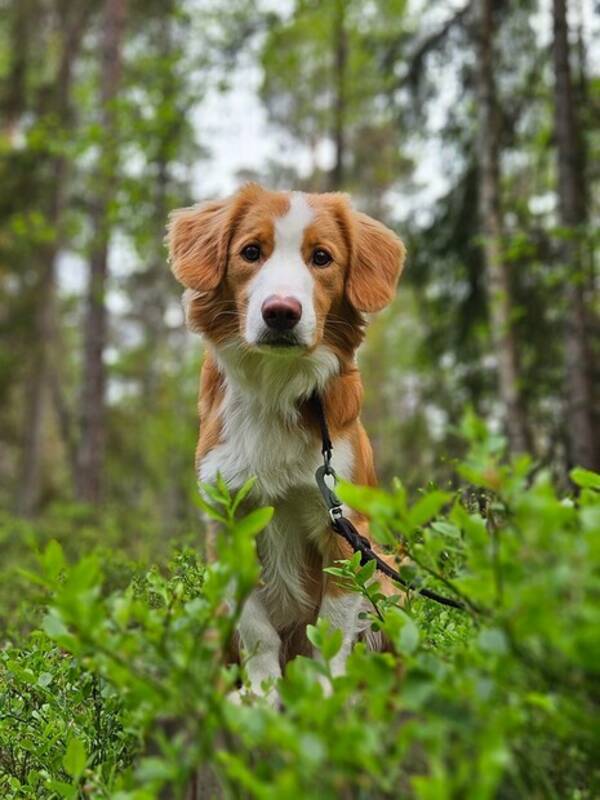 Hund - Kalle 
