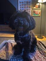 Havapoon Otto Havapoon Otto