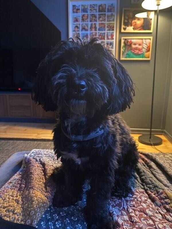 Hund - Havapoon Otto