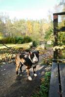 Bull Terrier Bull Terrier