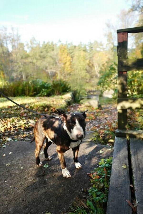 Hund - Bull Terrier