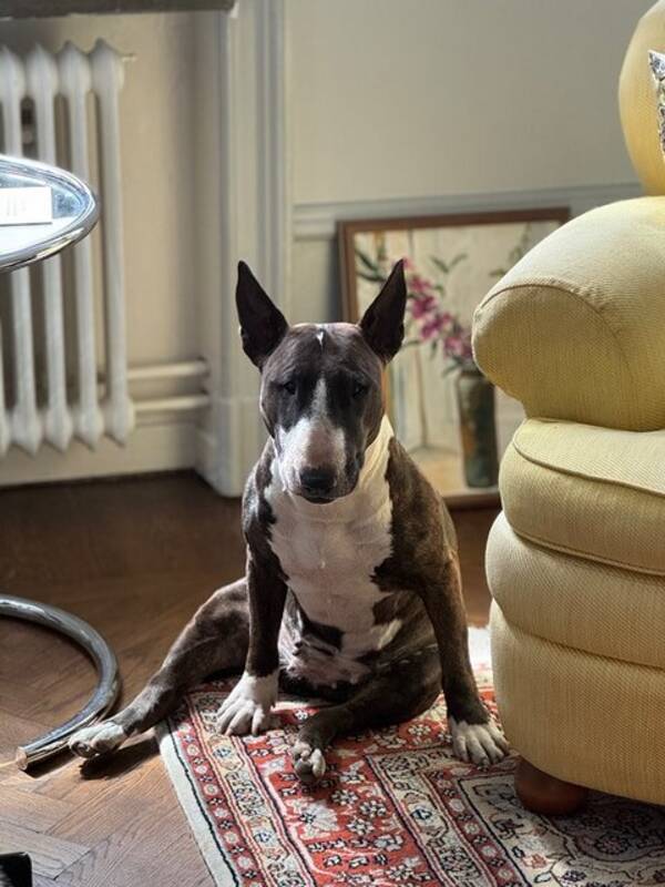 Hund - Bull Terrier