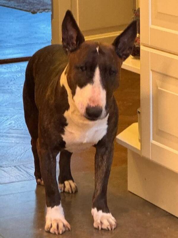Hund - Bull Terrier