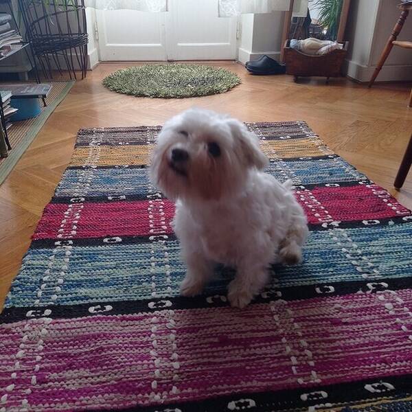 Hund - Maltesern Happy