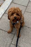 Cavapoo 10mnader juni 2025, Coco
