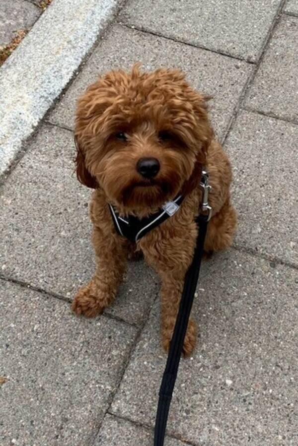 Hund - Cavapoo 10mnader juni 2025, Coco