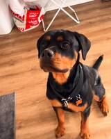 Rottweiler Meduza Rottweiler Meduza