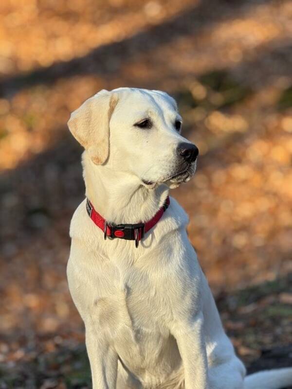 Hund - Labradoren Mika. 1 r r hon. 