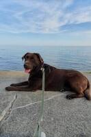 Labrador