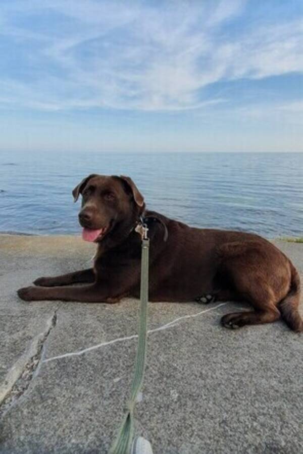 Hund - Labrador