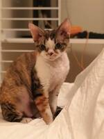 Devon Rex ? Peggy 