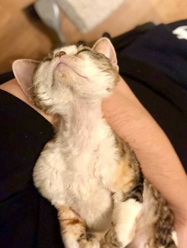 Katt - Devon Rex ? Peggy 