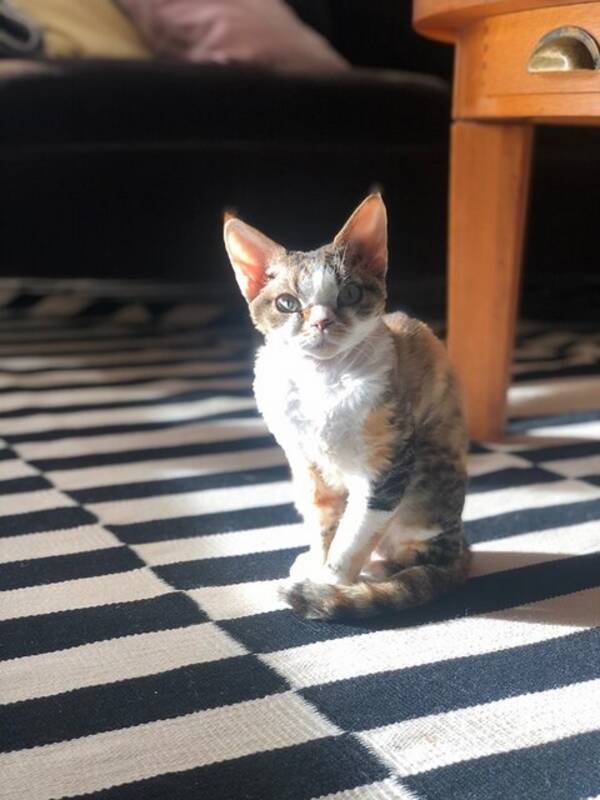 Katt - Devon Rex ? Peggy 