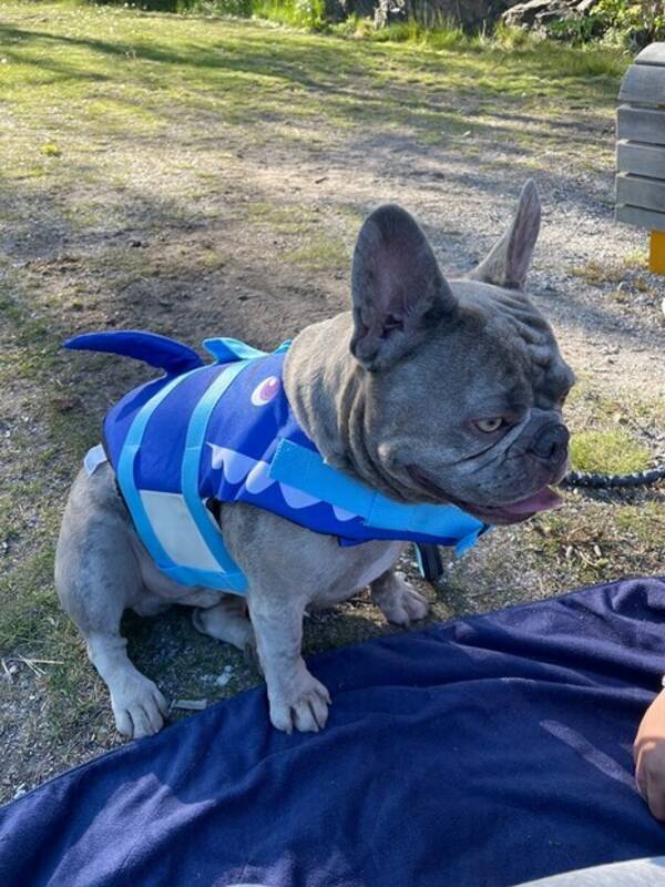 Hund - Frallan Boogie 