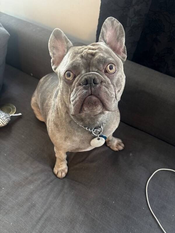 Hund - Frallan Boogie 