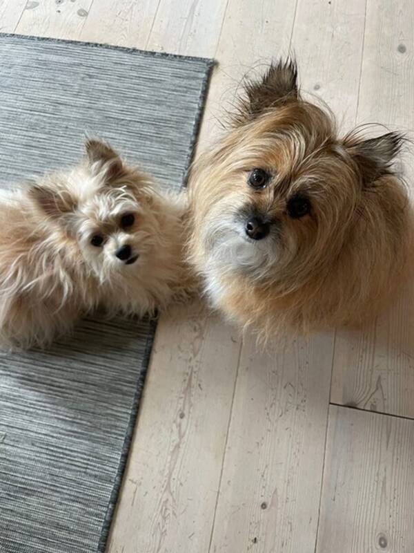 Hund - Blandras