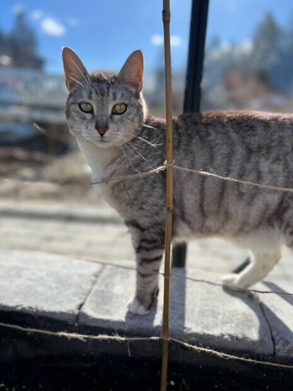 Katt - Katt
