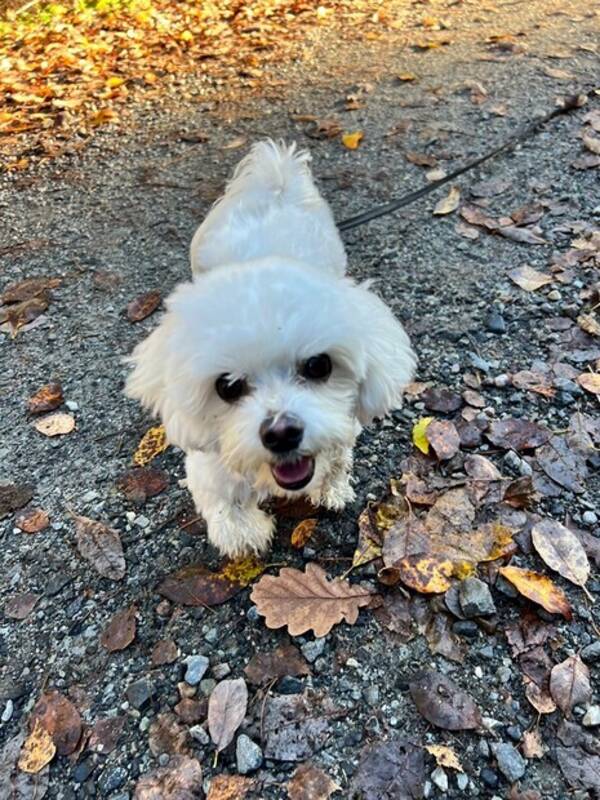 Hund - Malteseren Lykke Hund - Malteseren Lykke