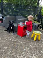 Bordercollie o labrador